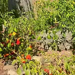 Madeira Protea Retreat- With Heated Private Pool, Gym And Office Villa Campanário