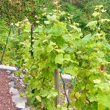 Madeira Protea Retreat- With Heated Private Pool, Gym And Office Villa