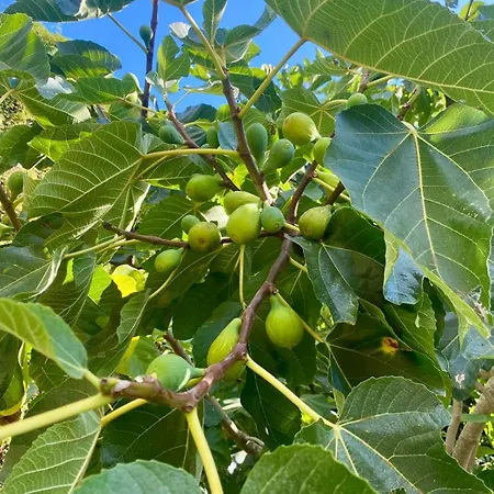 Madeira Protea Retreat- With Heated Private Pool, Gym And Office Villa *