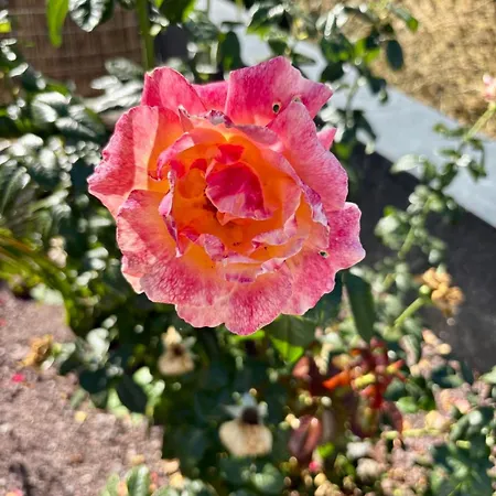 Madeira Protea Retreat- With Heated Private Pool, Gym And Office *