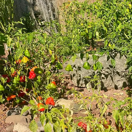 Madeira Protea Retreat- With Heated Private Pool, Gym And Office Villa Campanario