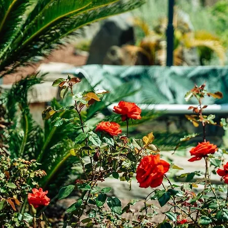 Madeira Protea Retreat- With Heated Private Pool, Gym And Office * Campanário
