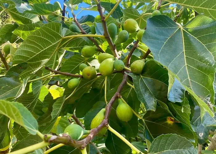 Madeira Protea Retreat- With Heated Private Pool, Gym And Office Villa *