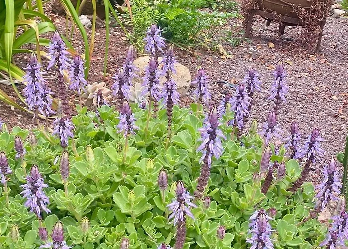 Madeira Protea Retreat- With Heated Private Pool, Gym And Office *