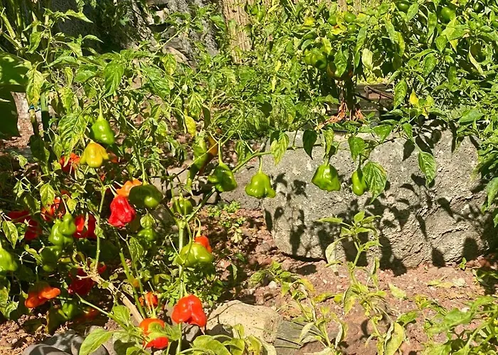 Madeira Protea Retreat- With Heated Private Pool, Gym And Office Villa Campanário